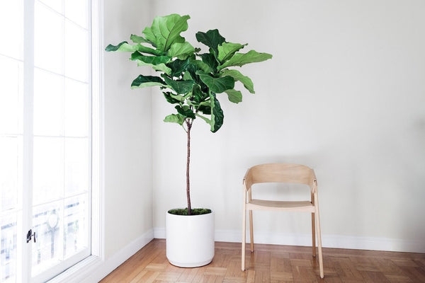 Fiddle Leaf Fig (Ficus Lyrata)