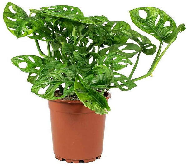 Monstera adansonii