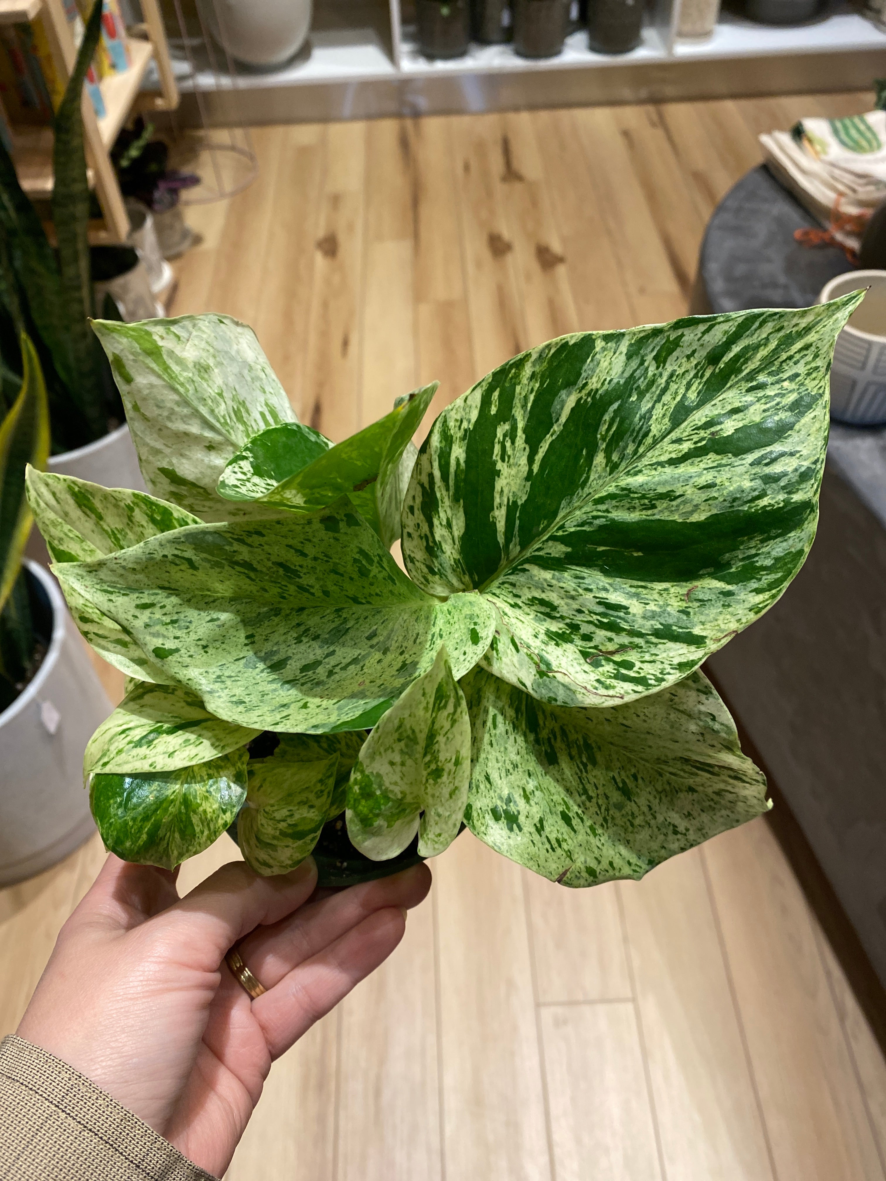 4” Plant