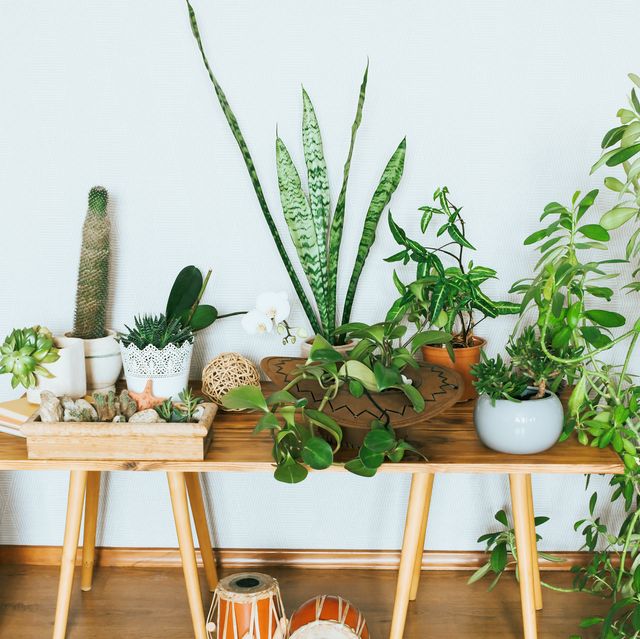 Plants and planters