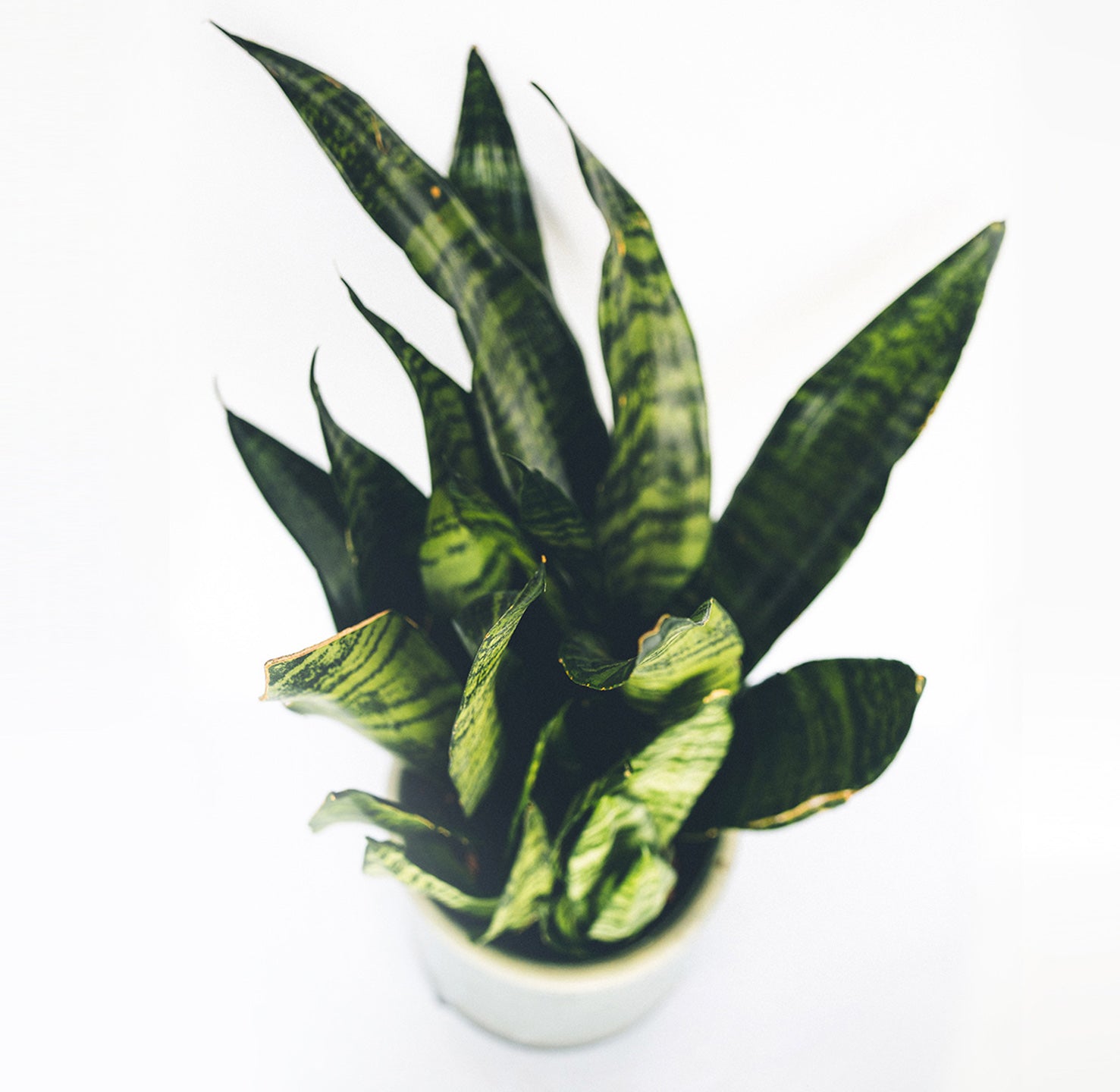 Sansevieria Silver Queen in a 6" glazed blue pot