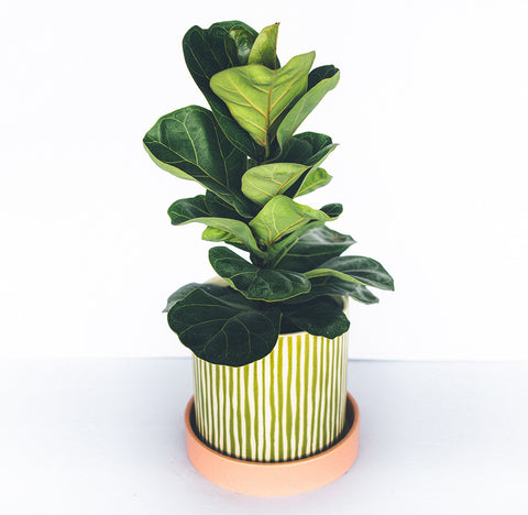 Ficus Lyrata Buisson in a striped planter