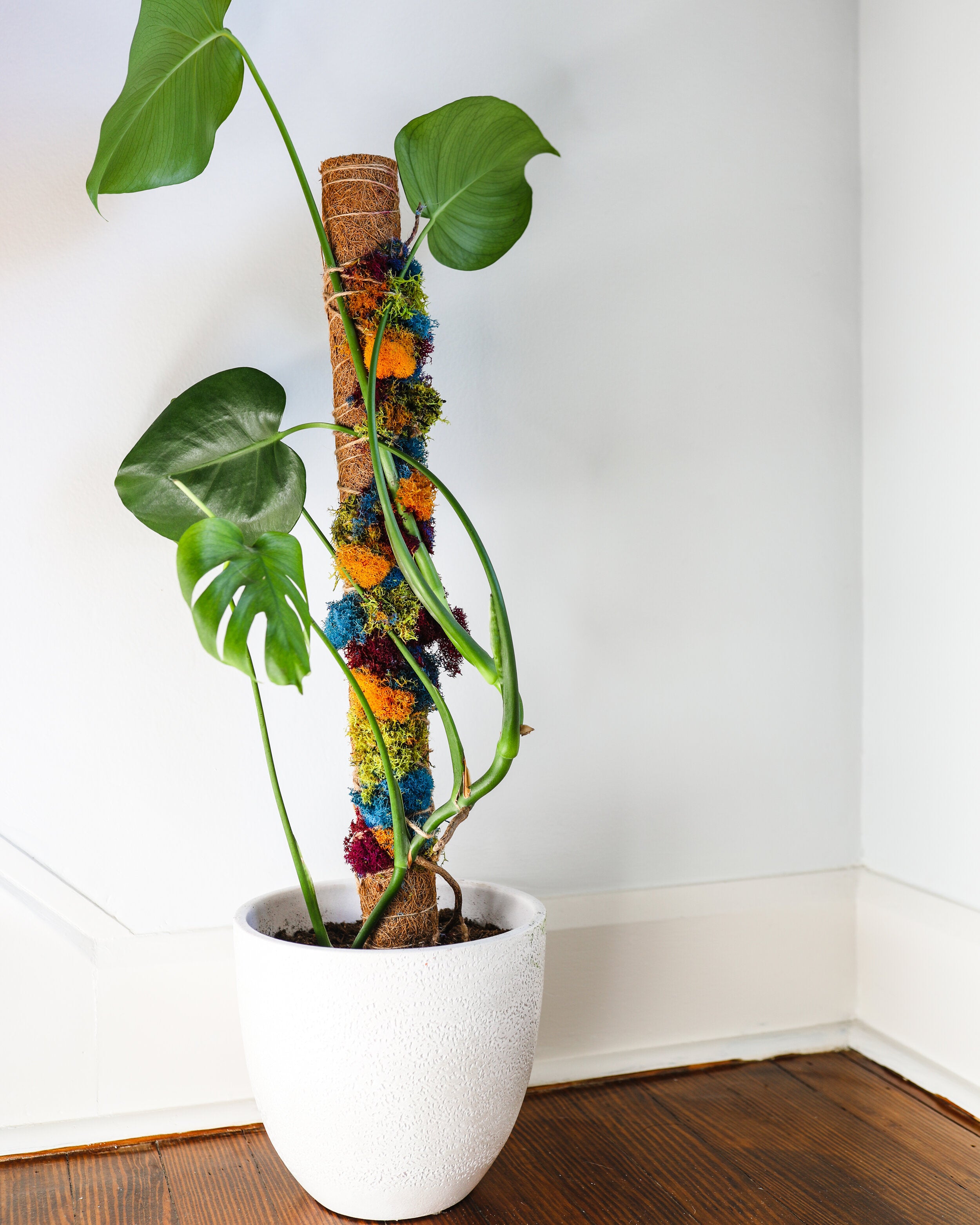 Moss Pole