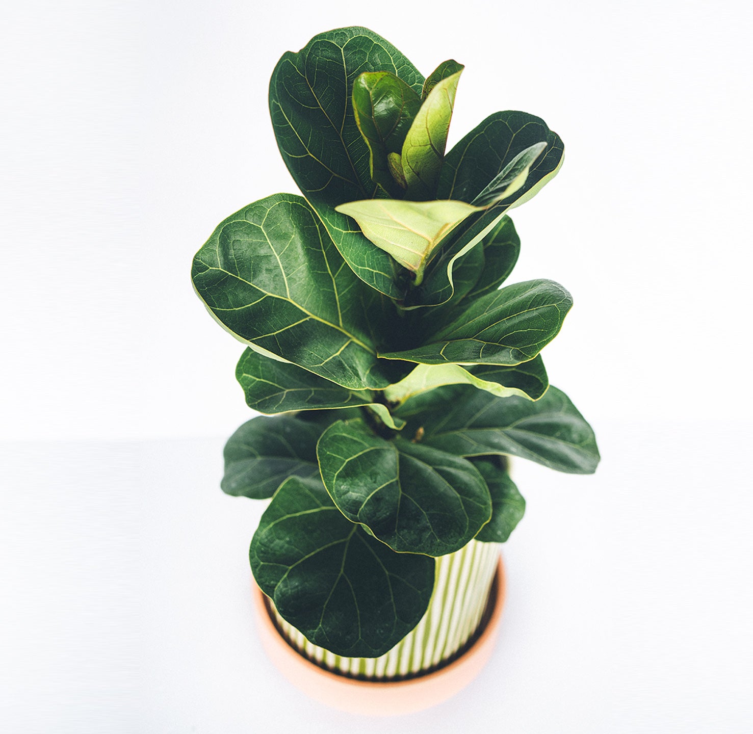 Ficus Lyrata Buisson in a striped planter