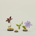 Flower frogs