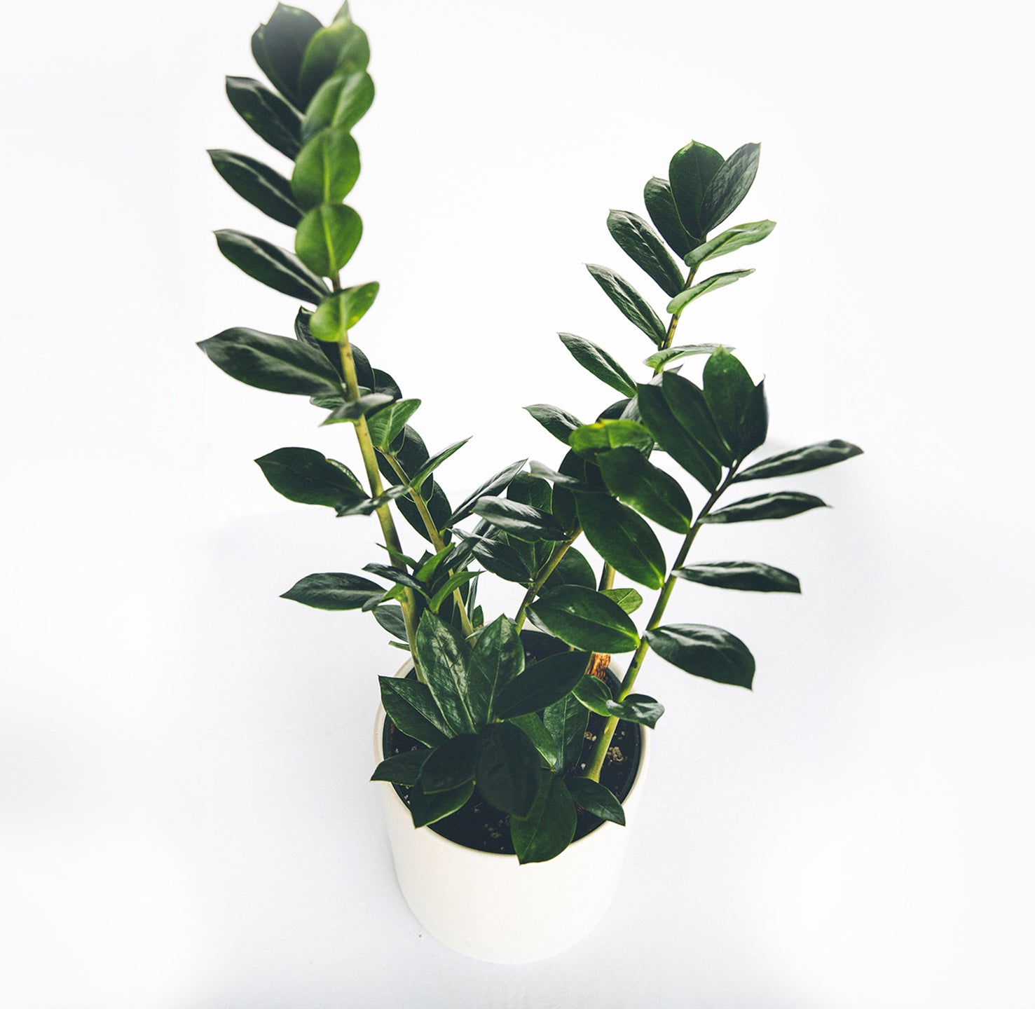 Zamioculcas zamiifolia (ZZ plant) in a 6" ceramic white pot
