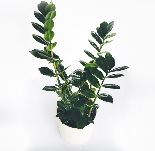 Zamioculcas zamiifolia (ZZ plant) in a 6" ceramic white pot