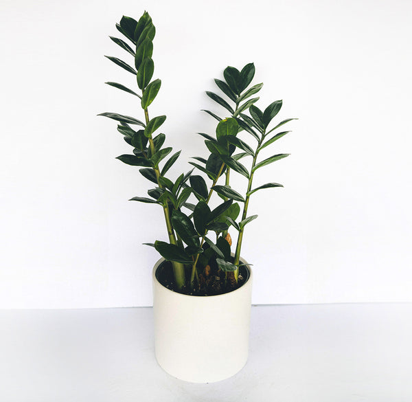 Zamioculcas zamiifolia (ZZ plant) in a 6" ceramic white pot