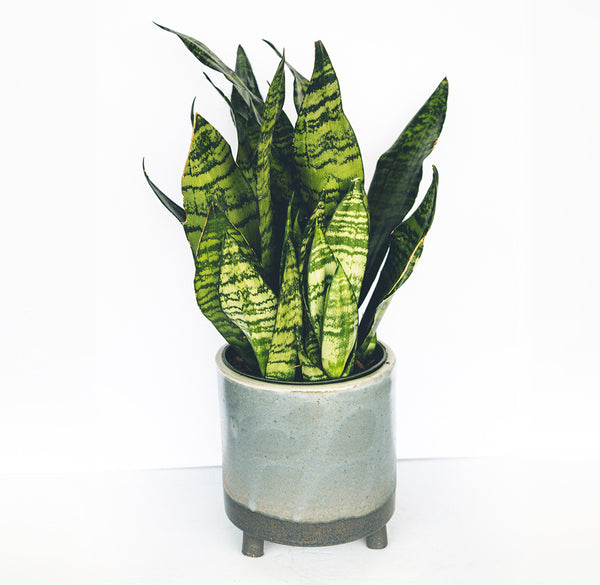 Sansevieria Silver Queen in a 6" glazed blue pot