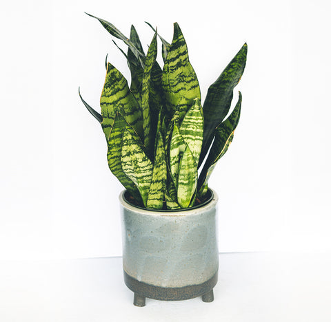 Sansevieria Silver Queen in a 6" glazed blue pot