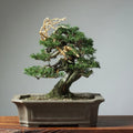 Bonsai