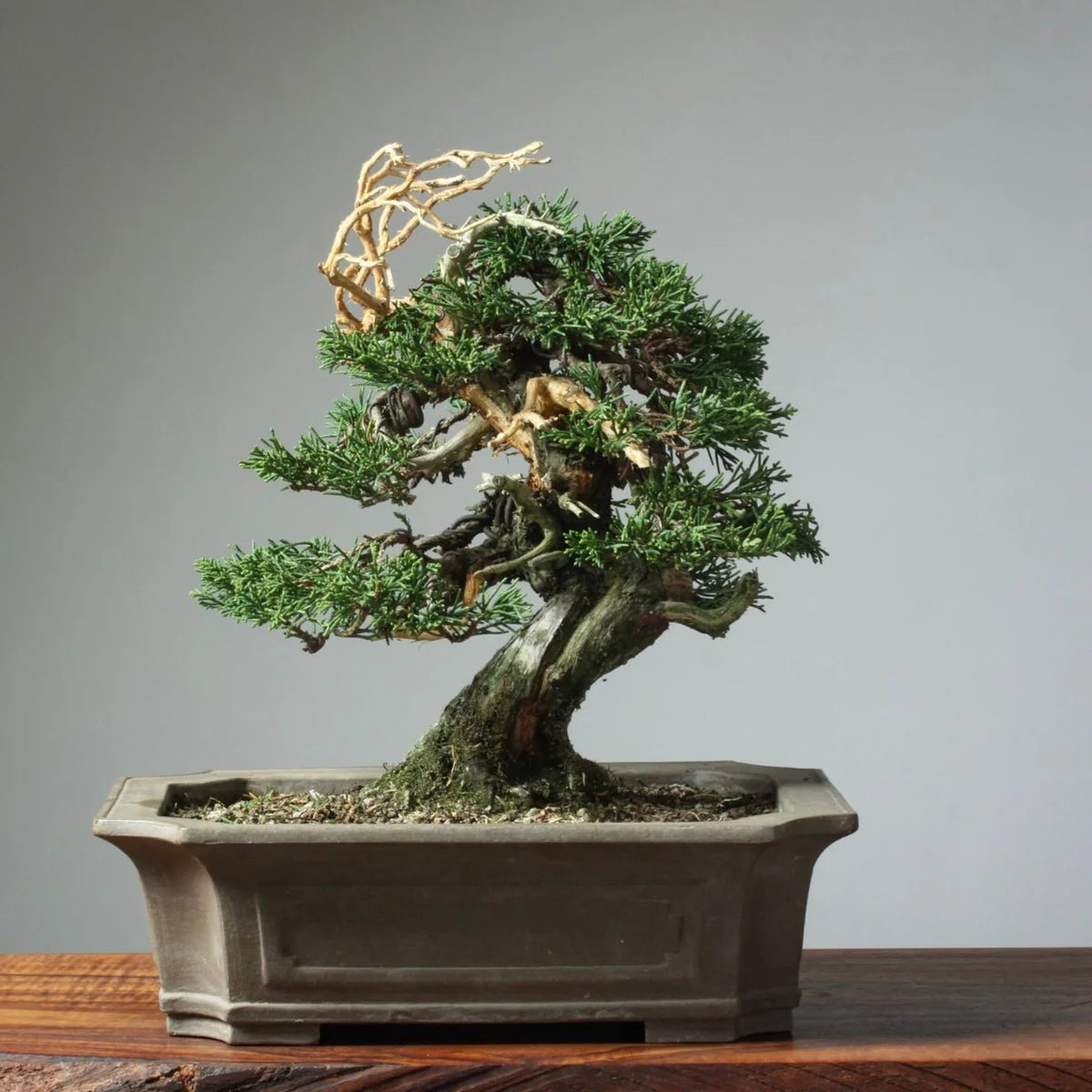 Bonsai