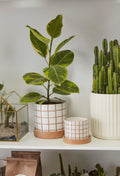Ficus Altissima in a grid line planter