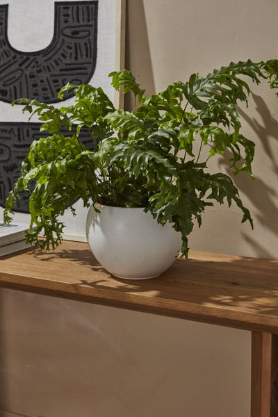 Mayu Pot