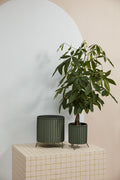 Corum planter