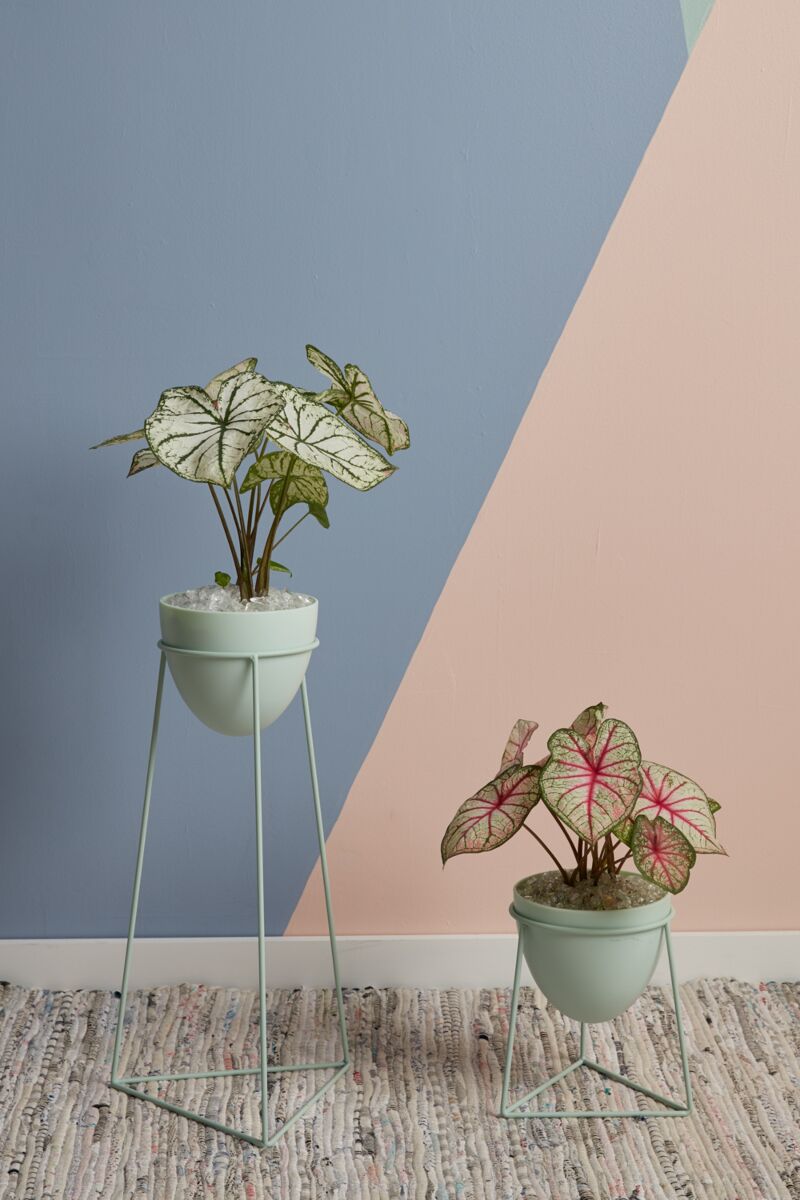 Kelly plant stand