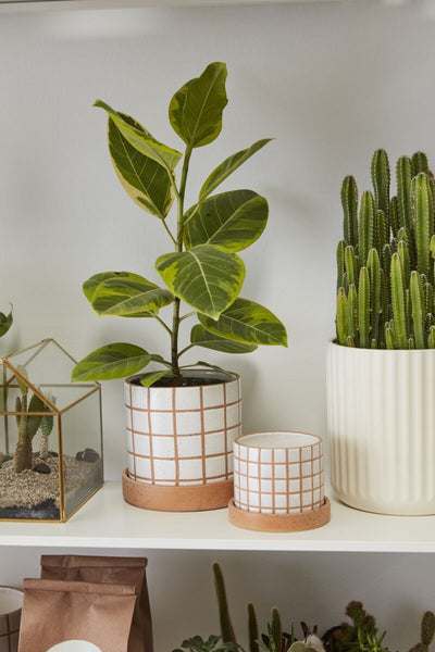 Grid line pot with saucer