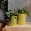 Philo Brasil in a funky green pot