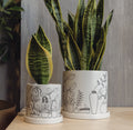 Sanseveria in a Plant Lady pot