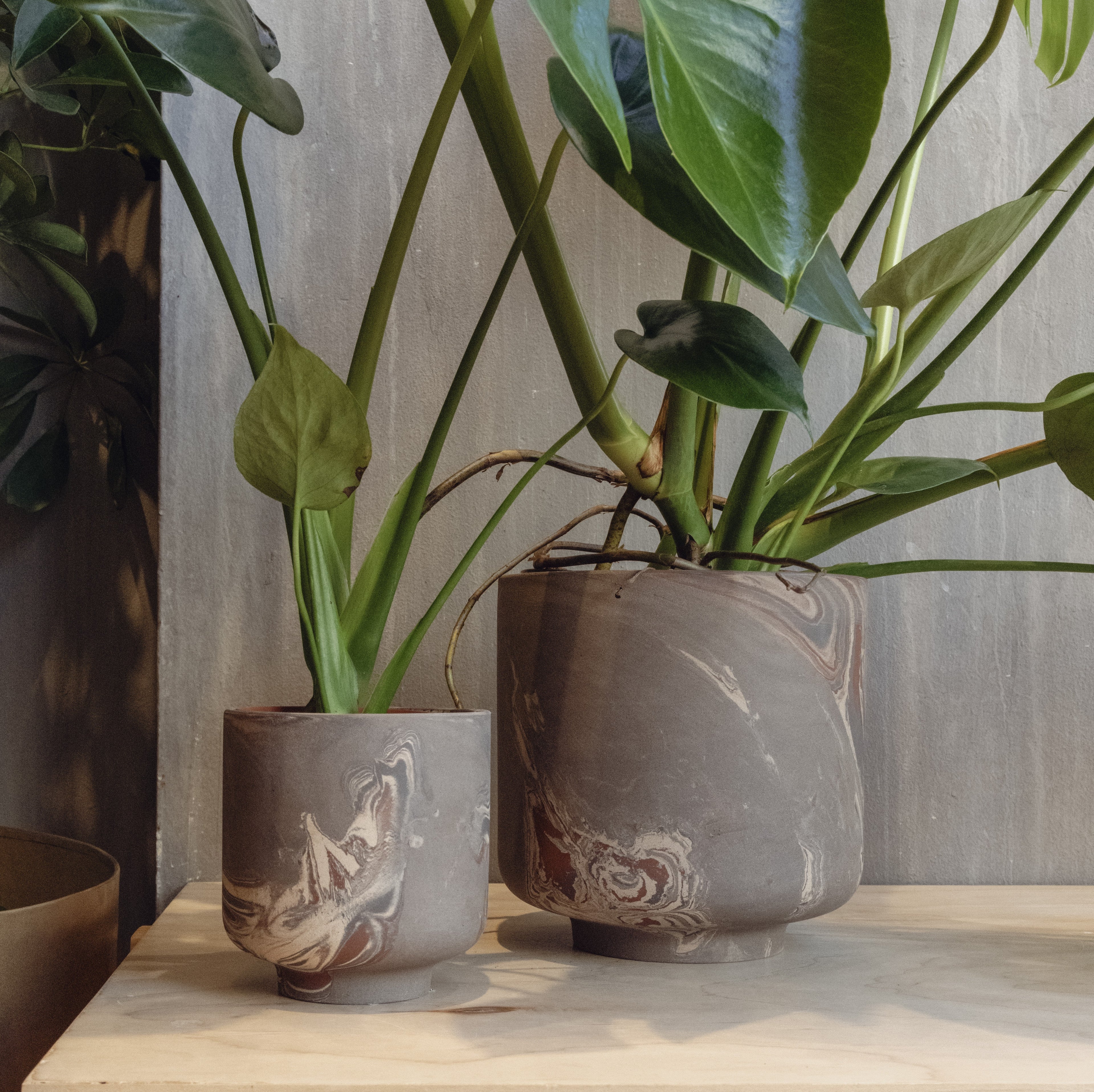 Split Leaf Monstera in a Watercolor Pot