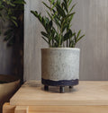 Zamioculcas zamiifolia (ZZ plant) in a 6" ceramic blue pot