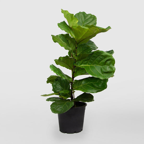 Fiddle Leaf Fig (Ficus Lyrata)