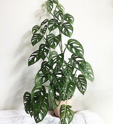 Monstera adansonii