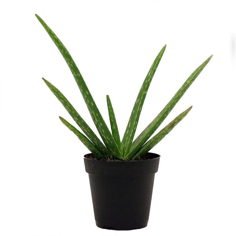 Aloe plant