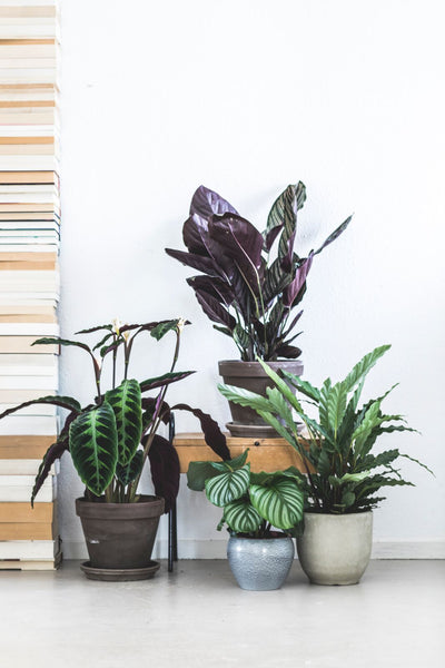 Calathea