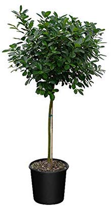 Ficus Danielle 14” liner- 6ft