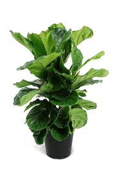 Fiddle Leaf Fig (Ficus Lyrata)