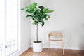 Fiddle Leaf Fig (Ficus Lyrata)
