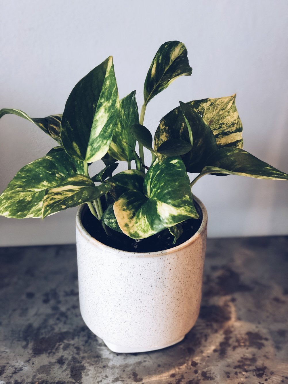 A tropical plant in a 4" ceramic pot
