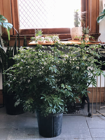 Schefflera Arboricola - 8” liner