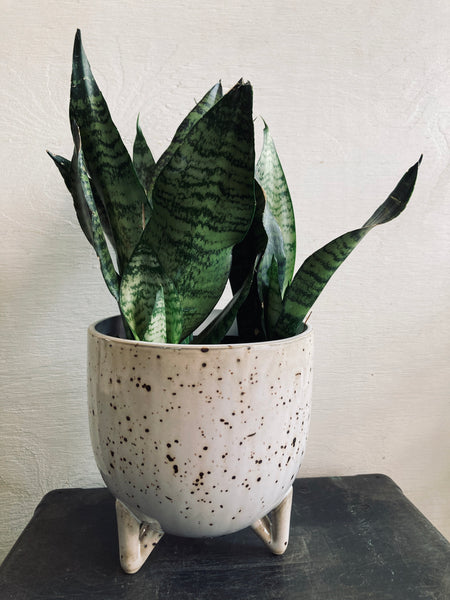 A tropical plant in a 6” ceramic pot