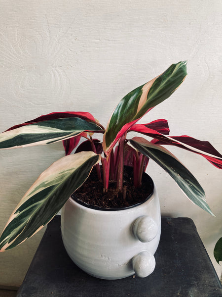 A tropical plant in a 6” ceramic pot