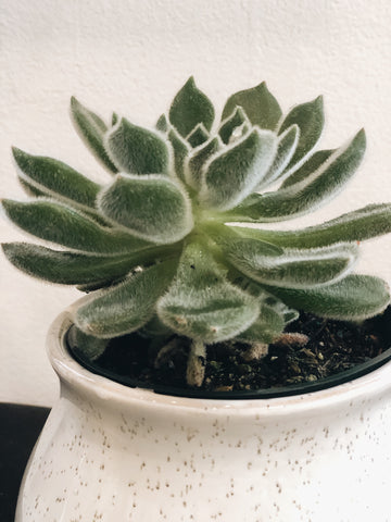 A Succulent in a 4” pot