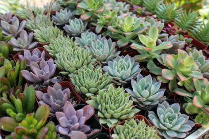 2 inch succulent