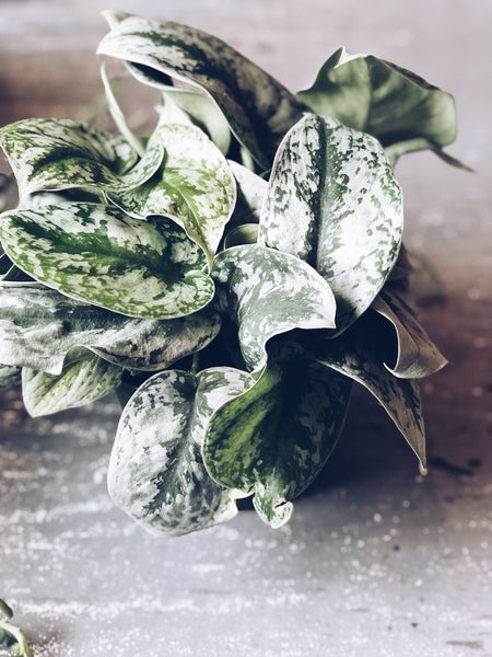 Scindapsus Pictus “Silver Satin” Pothos - 6 inch liner