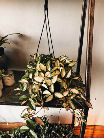 Hoya Exotica basket