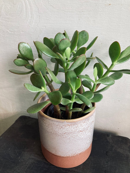 A Succulent in a 4” pot
