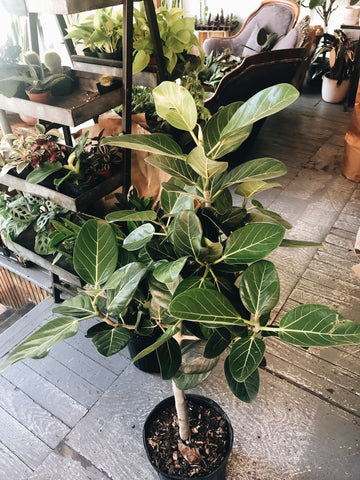 Ficus Audrey 8”-10” liner