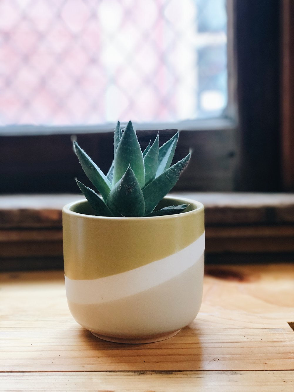 4 in succulent pot A Succulent in a 4” pot – GIA AND THE BLOOMS