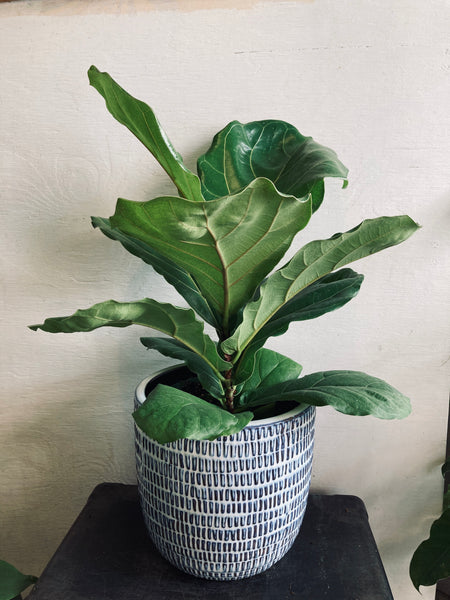 A tropical plant in a 6” ceramic pot