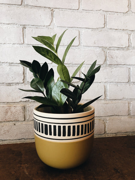 A tropical plant in a 6” ceramic pot