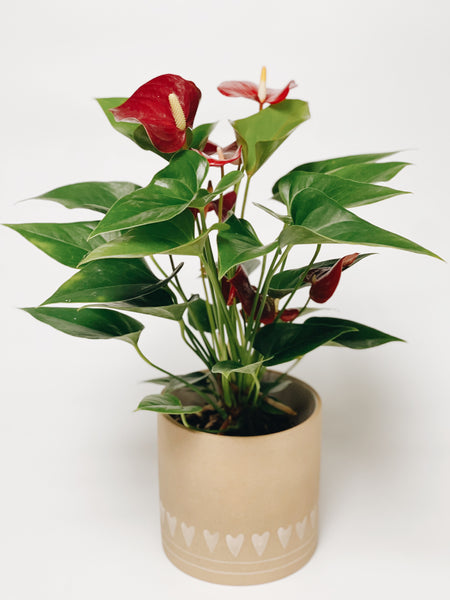 Flowering Anthurium plant in a heart pot
