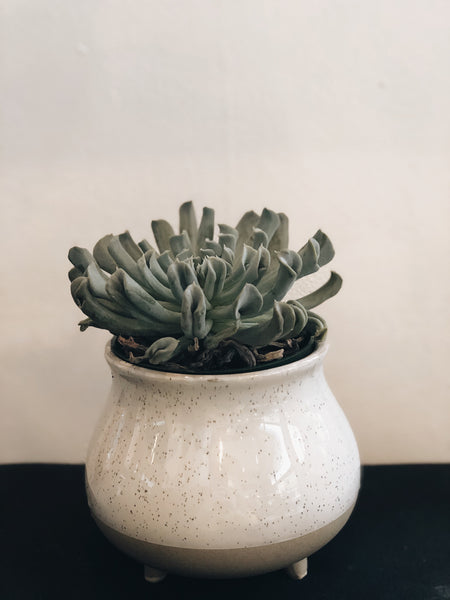 A Succulent in a 4” pot