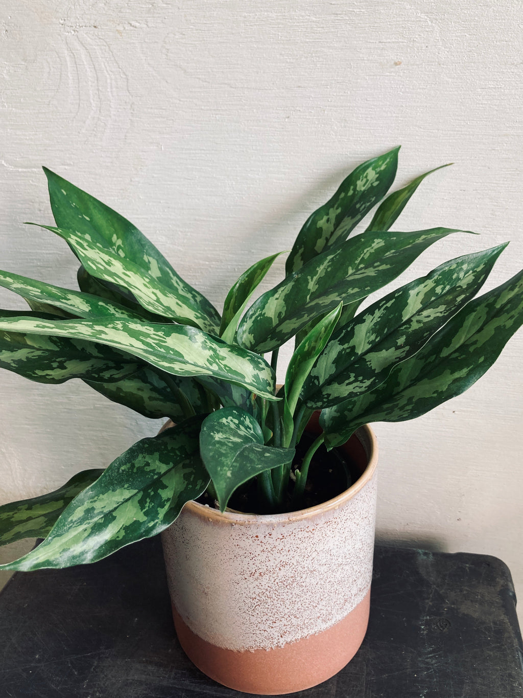 A tropical plant in a 4" ceramic pot