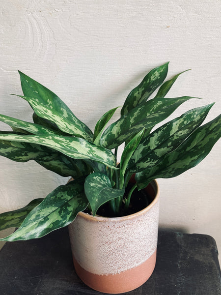 A tropical plant in a 4" ceramic pot