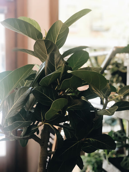 Ficus Audrey 8”-10” liner
